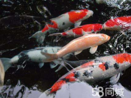 赤峰觀賞魚批發(fā)市場:請(qǐng)問哪里的市場批發(fā)觀賞魚和魚缸便宜又多呢