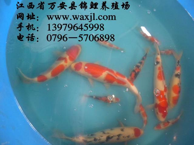 南平觀賞魚批發(fā)市場(chǎng):想賣觀賞魚找什么門店