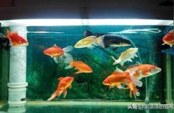 底濾魚缸糞便吸不干凈:2米魚缸糞便吹不走