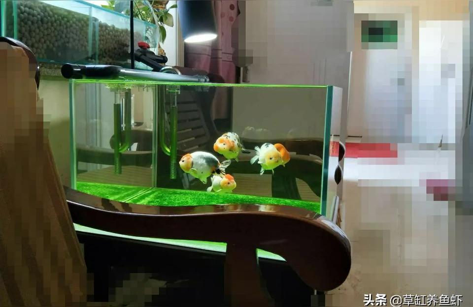 百色魚缸水族箱批發(fā)市場:魚缸的利潤有多少