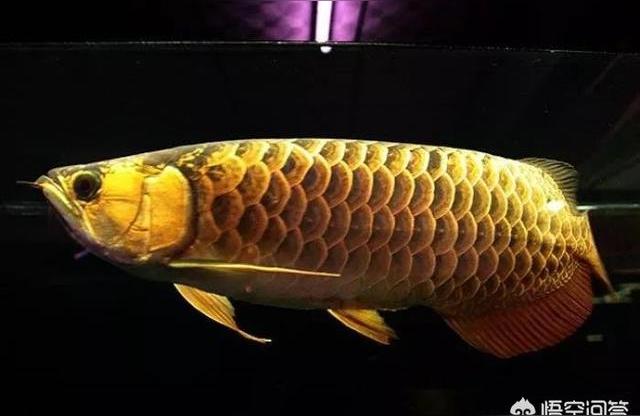 一米二的魚缸養(yǎng)龍魚:我家魚缸12米水族養(yǎng)小紅龍12公分左右水清用老換水嗎 魚缸百科