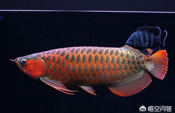 養(yǎng)龍魚魚缸最好的尺寸:80底濾魚缸能養(yǎng)龍嗎