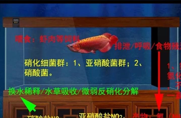 閩江魚缸:閩江魚缸與佳寶魚缸哪個(gè)好 魚缸百科