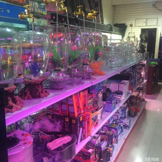 三亞魚缸水族箱批發(fā)市場:三亞哪里賣觀賞魚