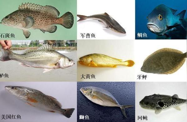 安康觀賞魚批發(fā):天津觀賞魚批發(fā)市場在哪