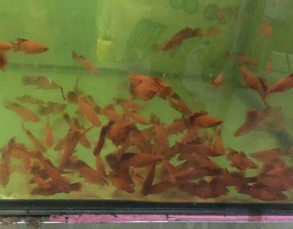 安慶觀賞魚批發(fā):水族館的魚從哪進(jìn)的