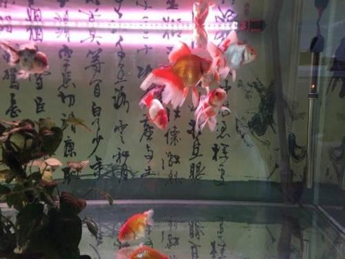 保定觀賞魚(yú)批發(fā):保定花卉批發(fā)經(jīng)銷商