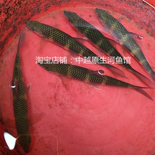 崇左觀賞魚批發(fā):廣西那里批發(fā)的魚最便宜 觀賞魚批發(fā)