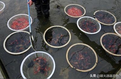 固原觀賞魚批發(fā):我一直想回農(nóng)村老家搞金魚或錦鯉養(yǎng)殖