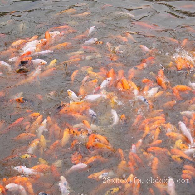 濟寧觀賞魚批發(fā):能詳細說一下濟寧花鳥魚蟲市場在那里嗎