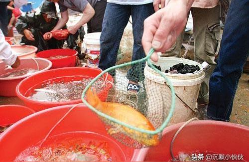 晉城觀賞魚批發(fā):晉城的花鳥魚市在哪