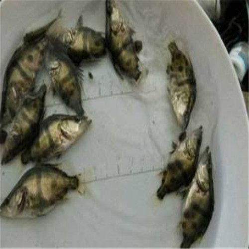 韶關(guān)觀賞魚批發(fā):廣東魚缸適合養(yǎng)什么魚