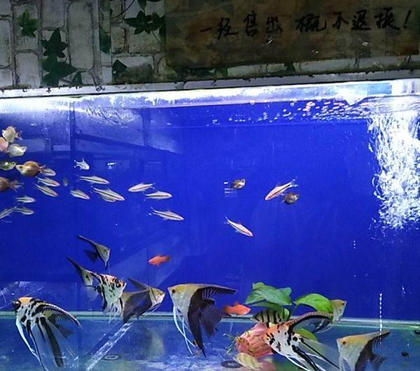 威海觀賞魚批發(fā):威海最大凍貨批發(fā)市場 觀賞魚批發(fā)