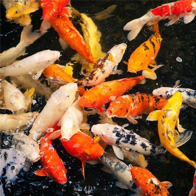 溫州觀賞魚(yú)批發(fā):溫州適合養(yǎng)青鳉魚(yú)么