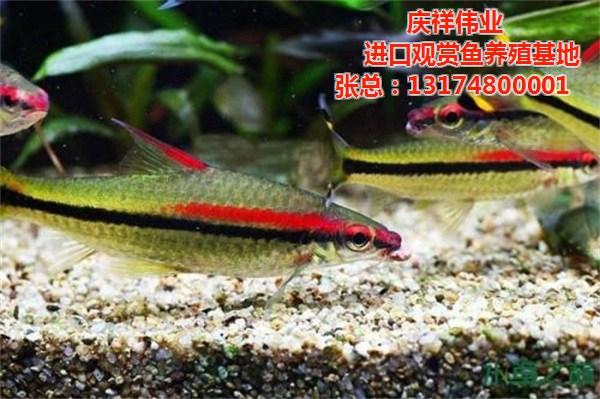 張家界觀賞魚(yú)批發(fā):現(xiàn)在在湖南開(kāi)個(gè)賣觀賞魚(yú)的店有市場(chǎng)嗎