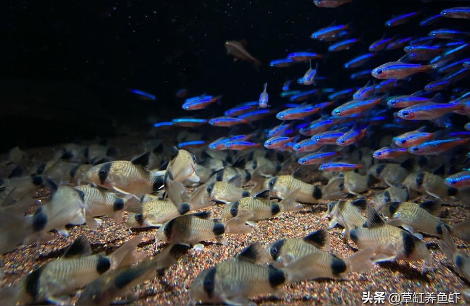 日照二手魚缸:魚缸放在陰涼處 魚缸百科