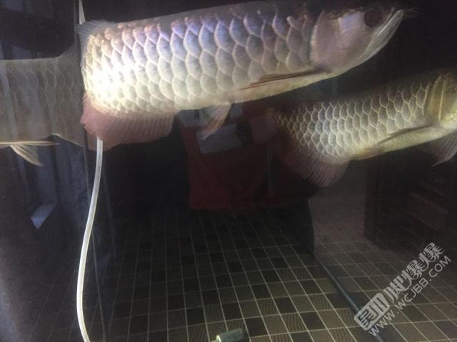 阿壩藏族羌族自治州二手龍魚:龍魚是哪里的原生魚