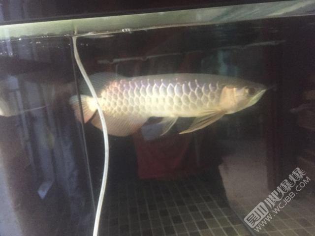 蚌埠二手龍魚:閑魚買龍魚靠譜嗎 魚缸百科