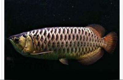 過(guò)背紅金龍魚(yú):過(guò)背金龍魚(yú)可以把小魚(yú)放在缸里給它吃嗎