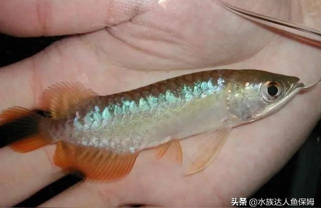 過(guò)背金龍魚(yú)魚(yú)苗:過(guò)背金龍魚(yú)可以把小魚(yú)放在缸里給它吃嗎