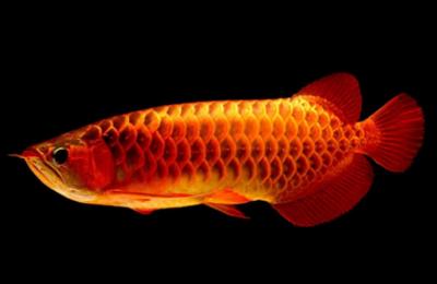 紅龍魚(yú)公母:怎樣分別龍魚(yú)的公母