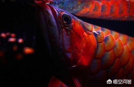 紅龍魚的飼養(yǎng):泗水紅龍怎么養(yǎng) 泗水龍魚