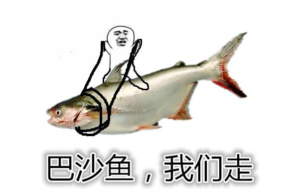 龍利魚批發(fā)價格:最大龍利魚 龍魚百科