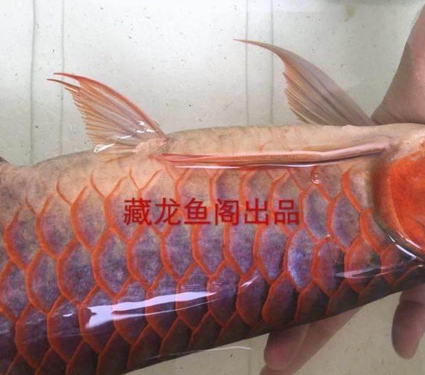 金龍魚和紅龍魚哪個(gè)貴:家庭養(yǎng)金龍魚好還是養(yǎng)紅龍魚好 大湖紅龍魚