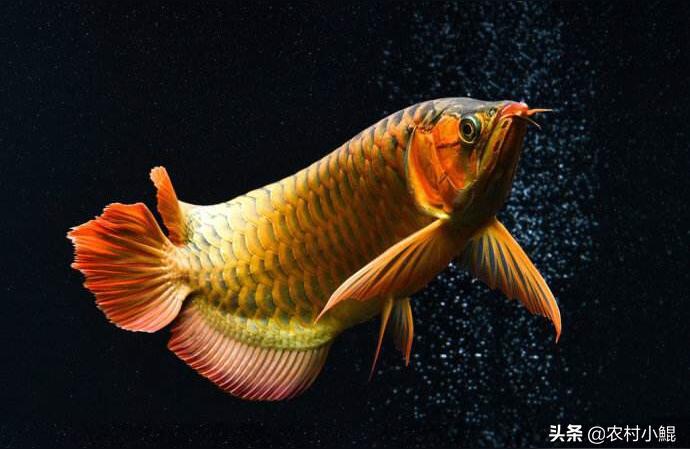 資陽(yáng)龍魚批發(fā):金魚和萬(wàn)龍魚可以混養(yǎng)嗎