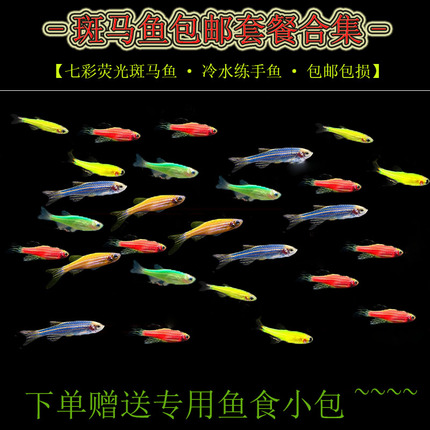 青蘋果斑馬魚:青蘋果斑馬魚怎么分辨雌雄 小型觀賞魚