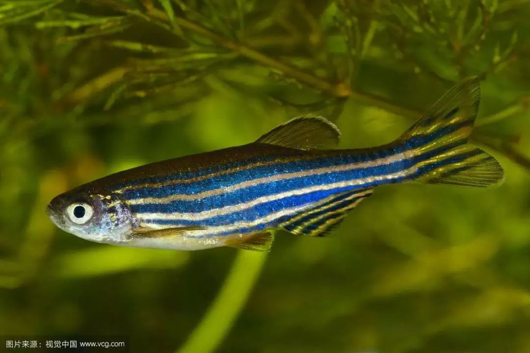 白鼠魚:小白鼠水晶蝦燈魚紅鼻子剪刀能否同養(yǎng) 小型觀賞魚