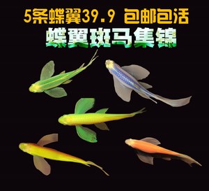 蝶翼熒光魚(yú):買(mǎi)什么SUV合適啊 小型觀賞魚(yú)