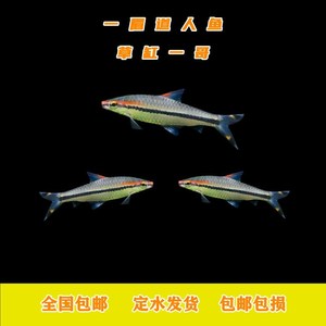 厘米中一眉道人魚:一眉道人魚怎么繁殖