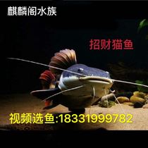 狗仔招財貓魚《招財貓魚的同類》 狗仔招財貓魚