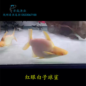 白子球鯊魚(yú)《中型魚(yú)都有什么品種》