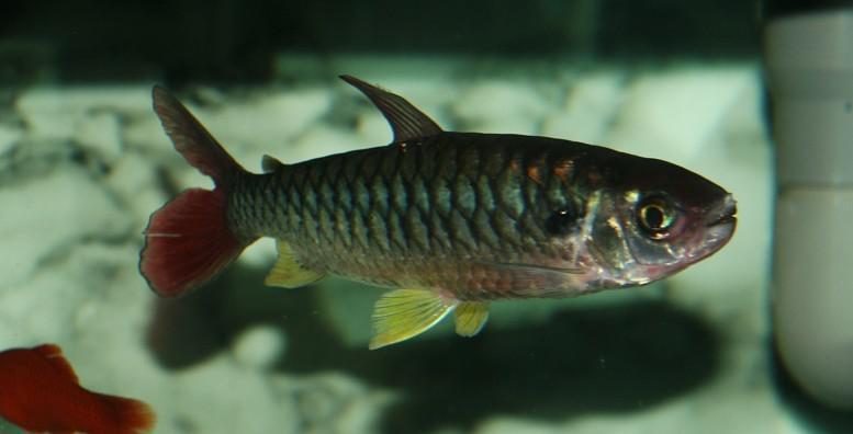 紅尾平克魚(yú)《紅尾平克魚(yú)吃小魚(yú)嗎》