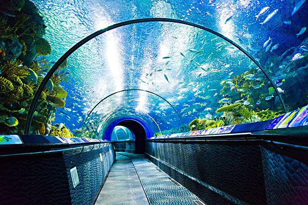 北京哪里有水族館（店）:北京水族館和上海水族館哪個好