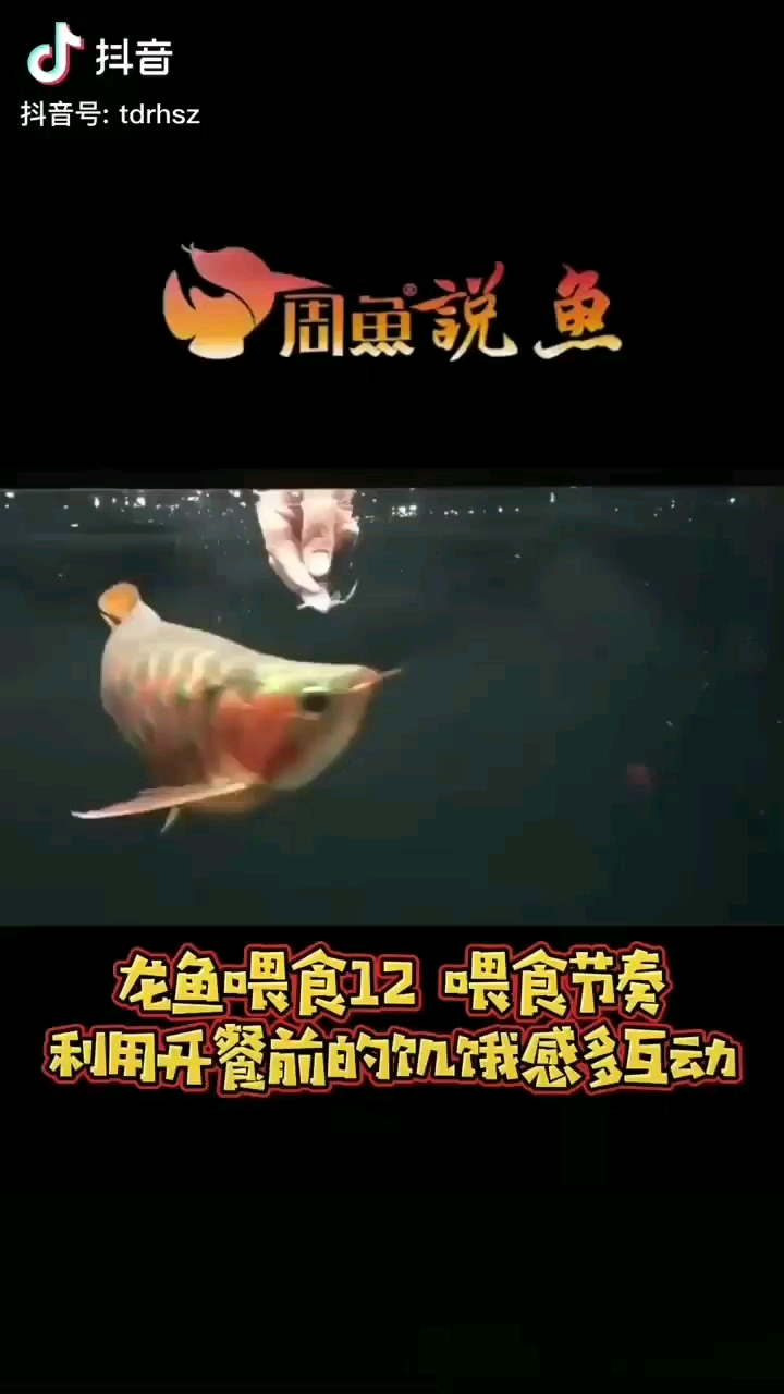 千人千面僅供參考處處留心皆學(xué)問 丹頂錦鯉魚 第1張