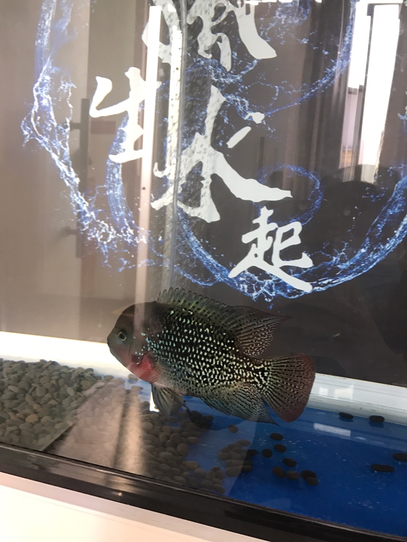 新魚(yú)報(bào)到 斯維尼關(guān)刀魚(yú)