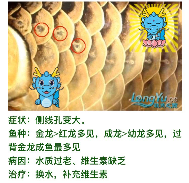 看圖說養(yǎng)魚300字真的不夠發(fā)