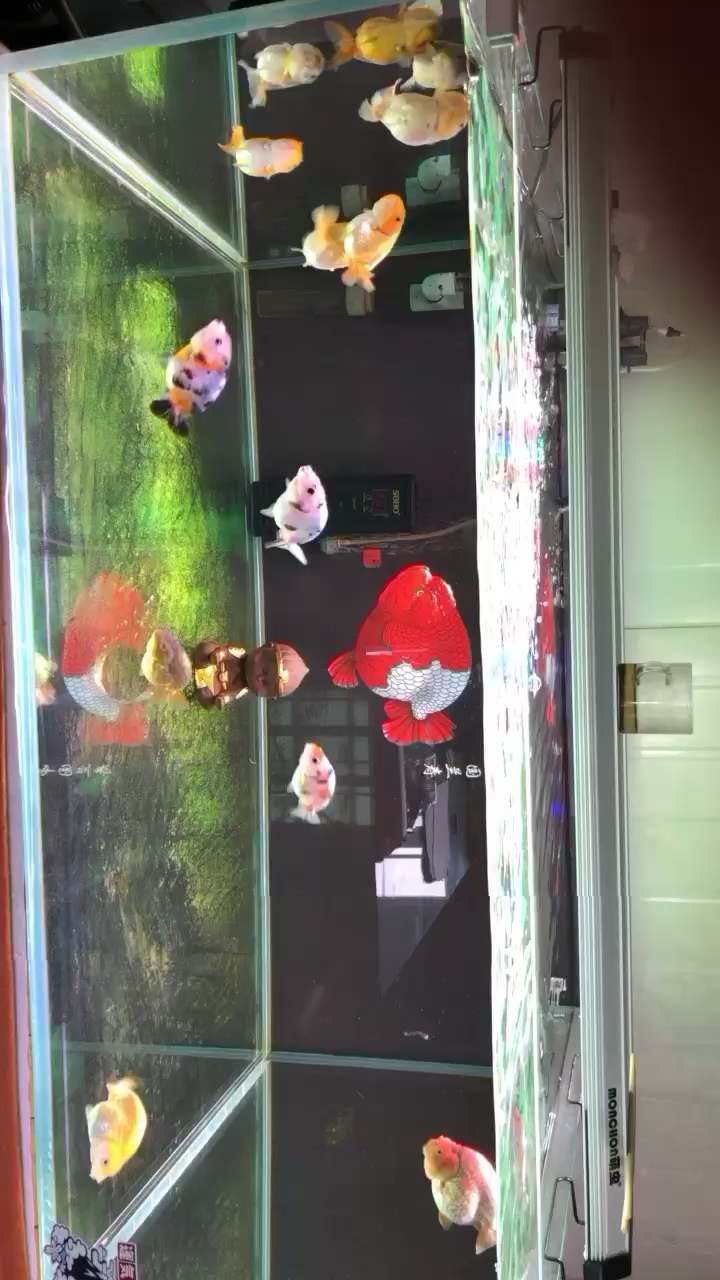 開封水族館大圣歸來(lái) 銀龍魚苗