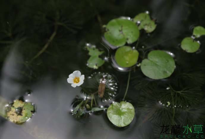 綠菊雖然是原生水草但并不適合新手養(yǎng)殖