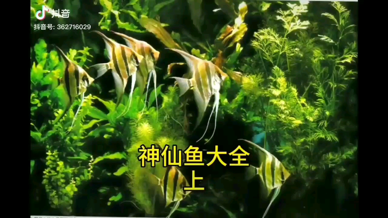 神仙魚了解一下