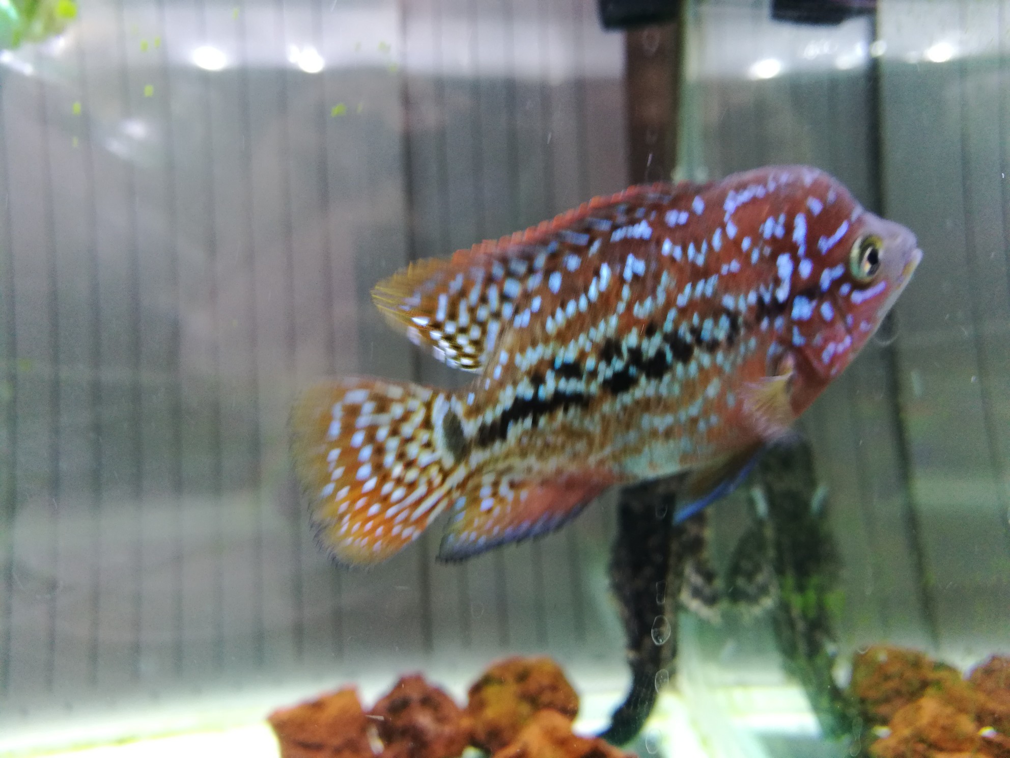 安陽觀賞魚市場更新 觀賞魚市場（混養(yǎng)魚） 第2張