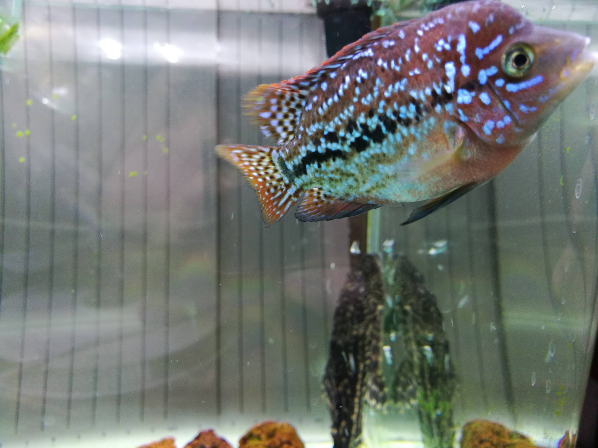 安陽觀賞魚市場更新 觀賞魚市場（混養(yǎng)魚） 第1張