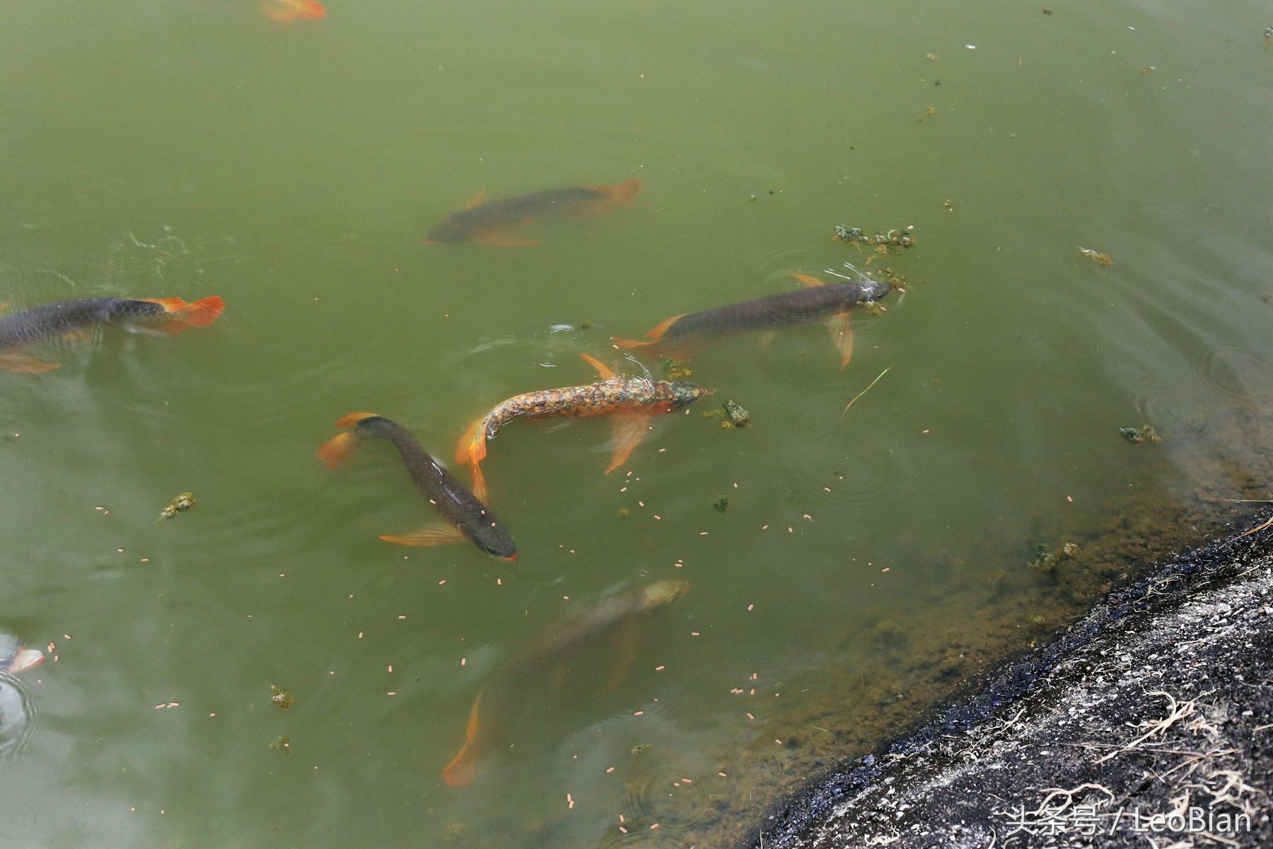 紅龍魚大概多錢一條《陸上最貴的魚》 觀賞魚