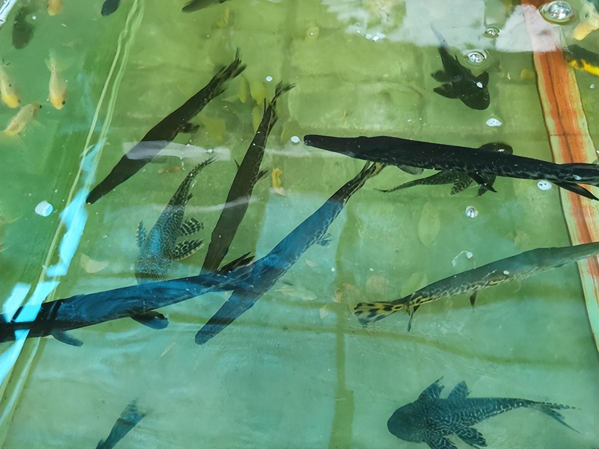 開封哪里有水族館（店）:開封動物園在哪 觀賞魚水族批發(fā)市場