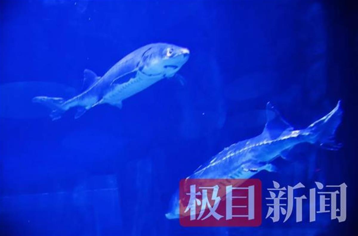 昆明哪里有水族館（店）:昆明海底世界海洋館怎么樣 觀賞魚(yú)水族批發(fā)市場(chǎng)