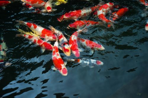 紅龍魚的正確飼養(yǎng)方法:印尼辣椒紅龍魚怎么養(yǎng)