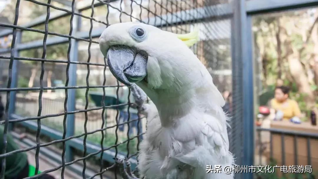 柳州哪里有水族館（店）:柳州海底世界海洋館門票 觀賞魚水族批發(fā)市場